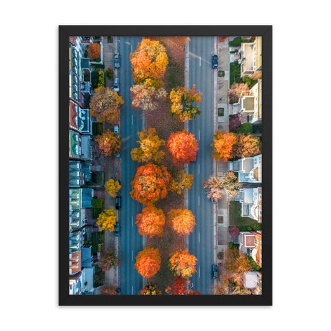 Framed Overhead Fall on Monument Avenue